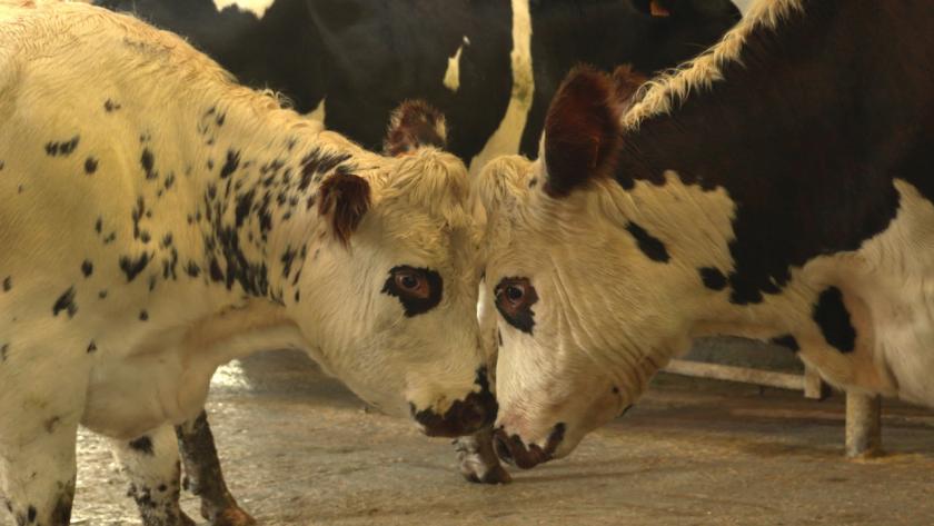 Vaches tête contre tête