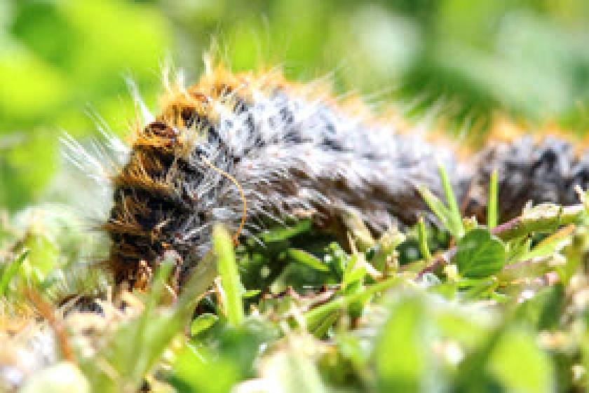 chenille processionnaire