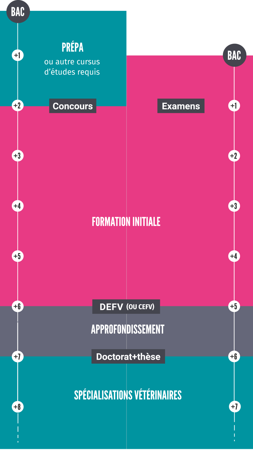 Cursus études vétérinaires