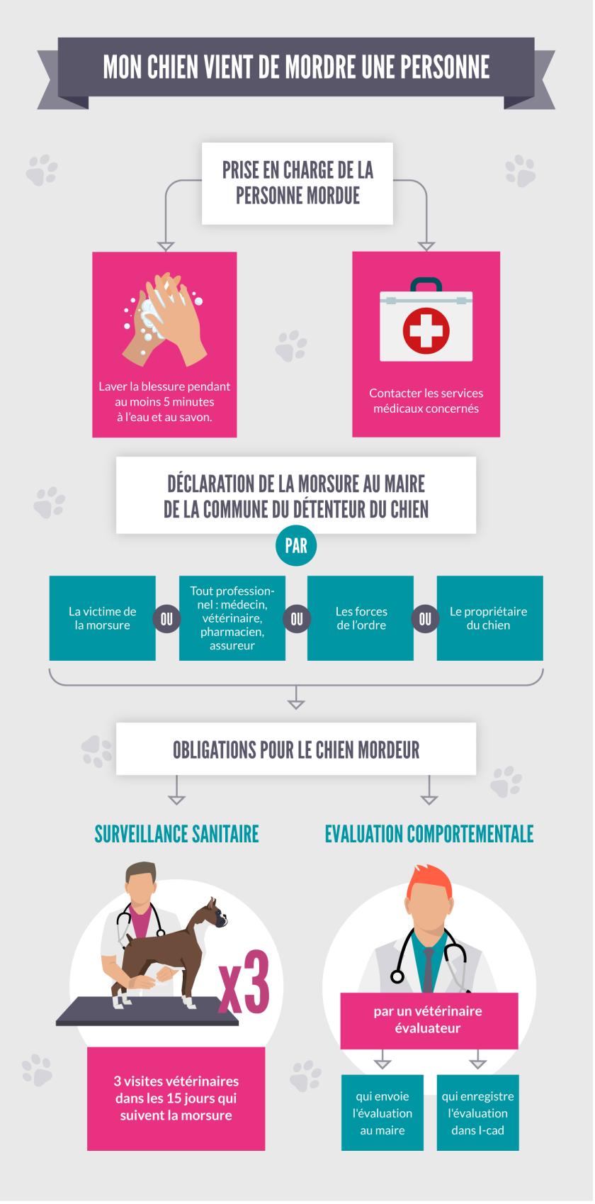 Infographie : Mon chien vient de mordre une personne